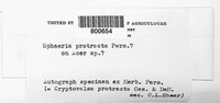 Cryptovalsa protracta image